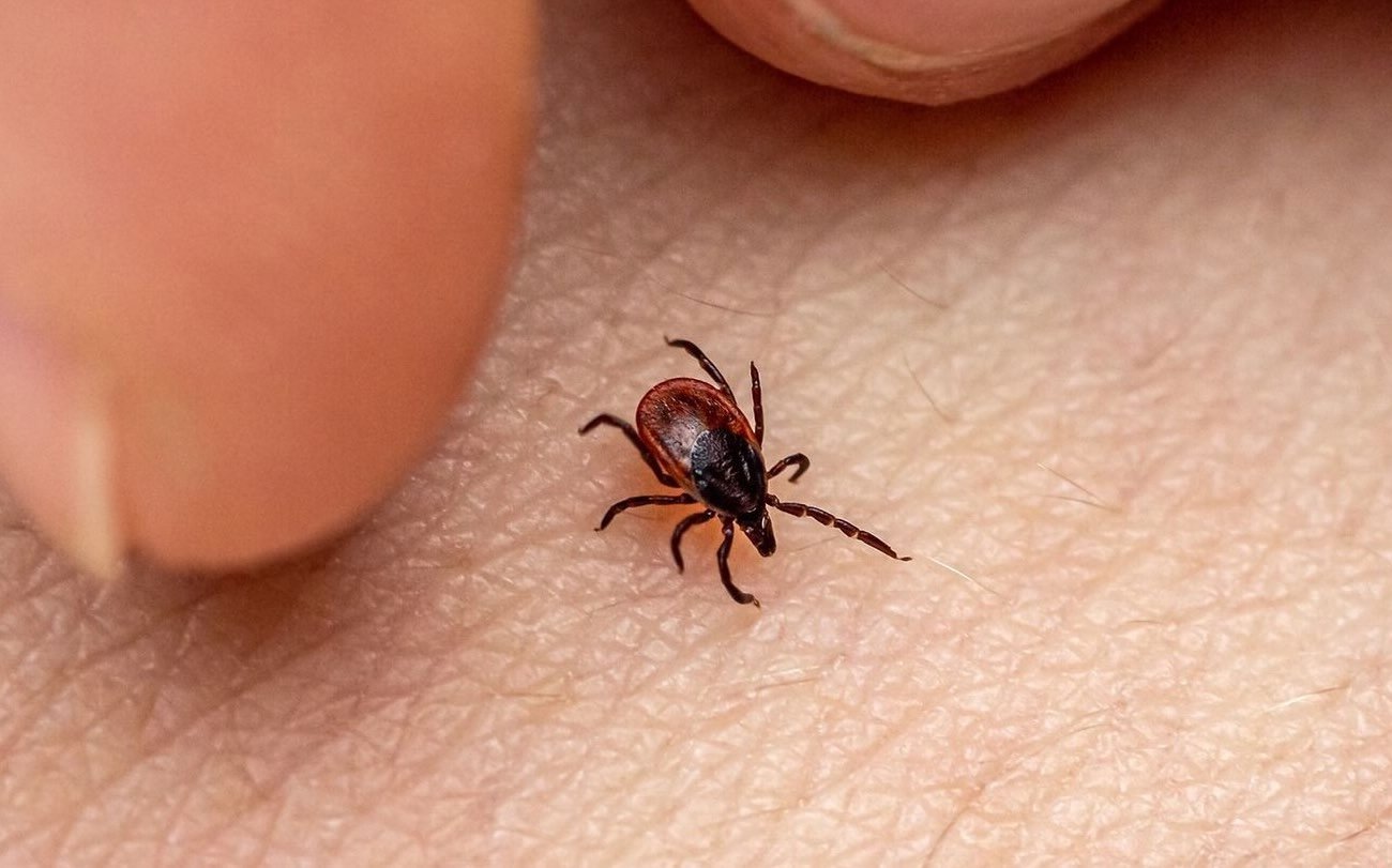 A kullancsok elkerülik a kapcsolatot magukkal: Ne felejtsd el ezt a penny védelmi módszert A kullancsok elkerülik a kapcsolatot magukkal: Ne felejtsd el ezt a penny védelmi módszert