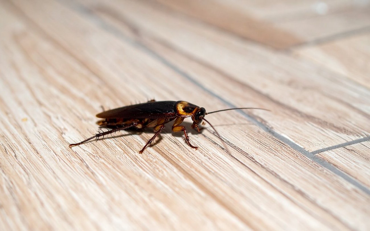 Iszom egy szivacsot ezzel az olcsó itallal, és a csótányok éjszakánként száz százban halnak meg: az egész nyári lakosoknak. Iszom egy szivacsot ezzel az olcsó itallal, és a csótányok éjszakánként száz százban halnak meg: az egész nyári lakosoknak.