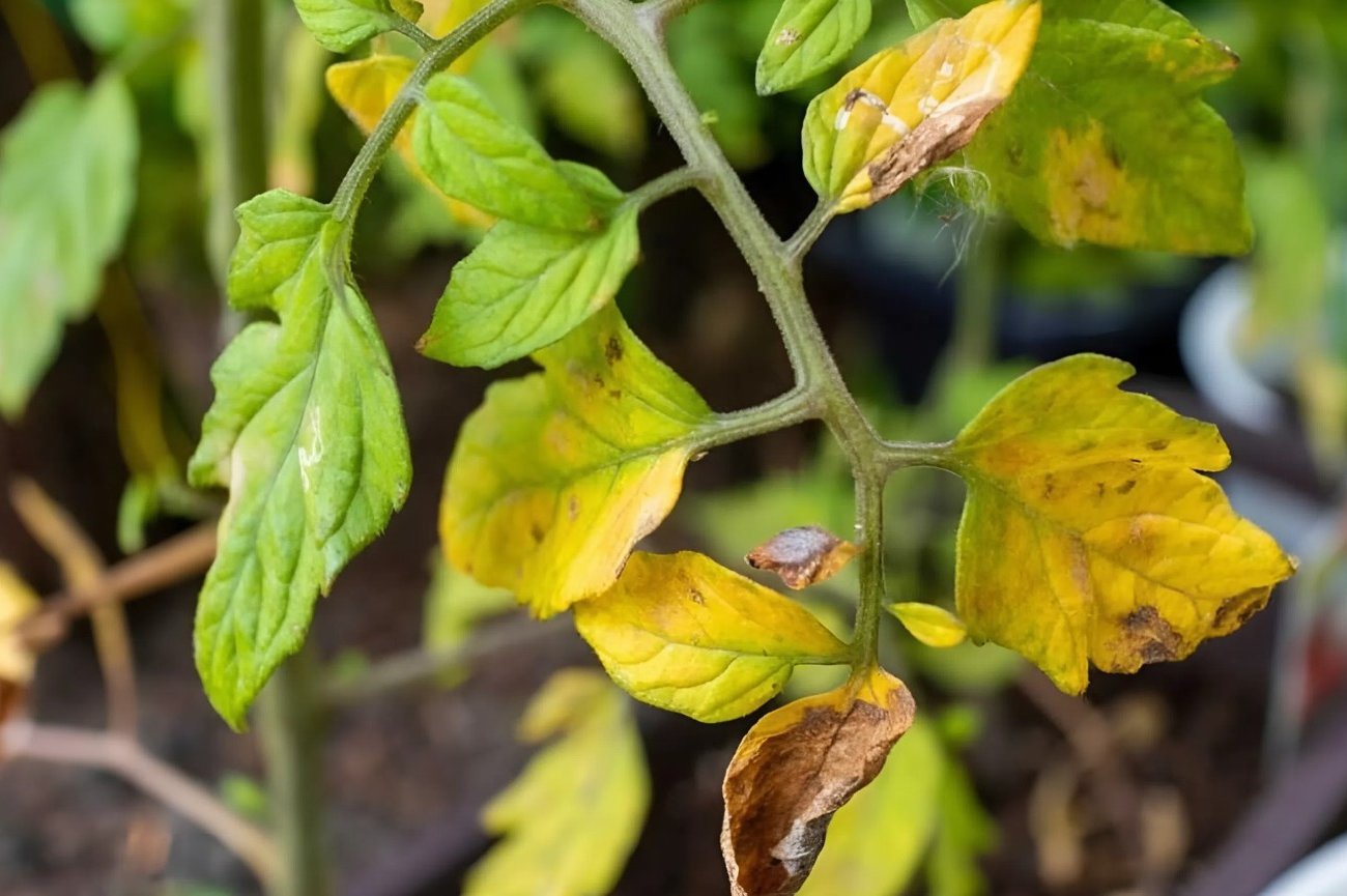 Miért válnak a paradicsomlevelek sárgává, és mit jelenthet: egy tapasztalt nyári lakos elmondta, hogyan kell fenntartani a növényt Miért válnak a paradicsomlevelek sárgává, és mit jelenthet: egy tapasztalt nyári lakos elmondta, hogyan kell fenntartani a növényt