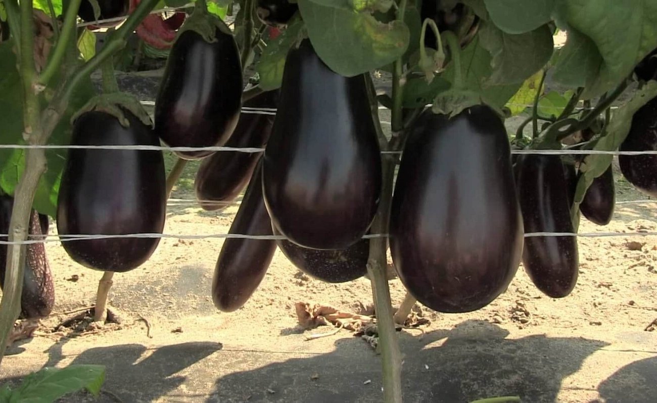 A padlizsán elégedett lesz a méretével és mennyiségével: egy tapasztalt nyári lakos elmagyarázta, mit kell tennie júliusban A padlizsán elégedett lesz a méretével és mennyiségével: egy tapasztalt nyári lakos elmagyarázta, mit kell tennie júliusban