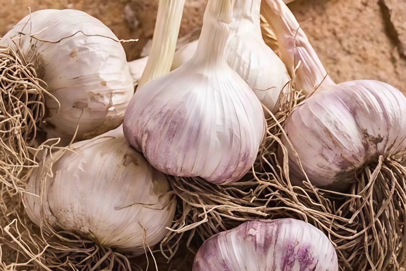 Hogyan lehet víz fokhagymát júliusban: Egy tapasztalt kertész megosztotta az egészséges növény titkát Hogyan lehet víz fokhagymát júliusban: Egy tapasztalt kertész megosztotta az egészséges növény titkát