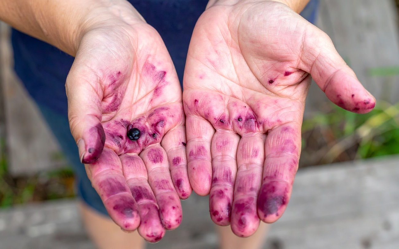 A bogyók szennyeződése nyom nélkül eltűnik a kézből: Az egyik természetes orvoslás segít A bogyók szennyeződése nyom nélkül eltűnik a kézből: Az egyik természetes orvoslás segít