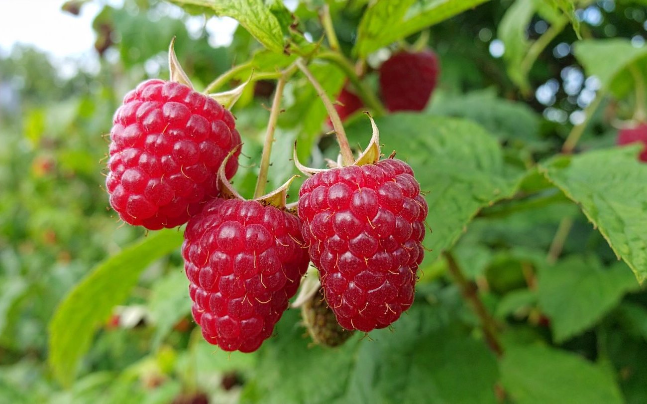 A málna gyümölcsöket fog viselni a nagyon fagyokhoz: Ez a júliusban a legfelső öltözködés a hozam csodáit hoz létre A málna gyümölcsöket fog viselni a nagyon fagyokhoz: Ez a júliusban a legfelső öltözködés a hozam csodáit hoz létre