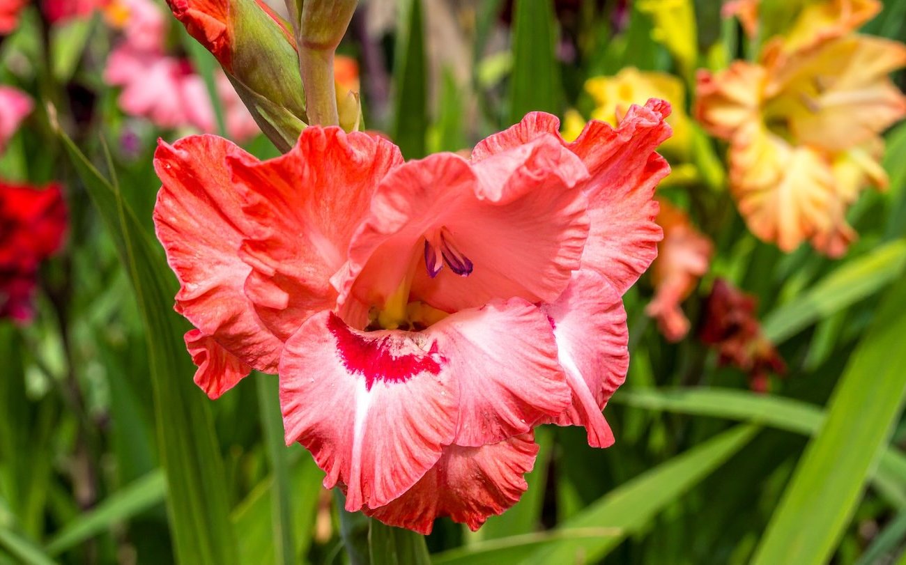 A Gladioli buja csokorral virágzik: A július felső öntet erősíti a szárokat és meghosszabbítja a virágzást A Gladioli buja csokorral virágzik: A július felső öntet erősíti a szárokat és meghosszabbítja a virágzást