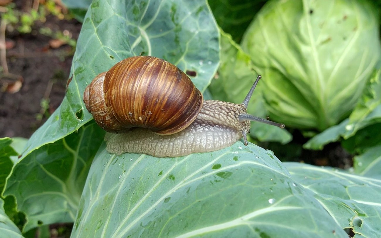 Egy tapasztalt nyári lakos megosztott egy receptet az üdvösségre a csigákból: Nincs több kártevő a kertben Egy tapasztalt nyári lakos megosztott egy receptet az üdvösségre a csigákból: Nincs több kártevő a kertben
