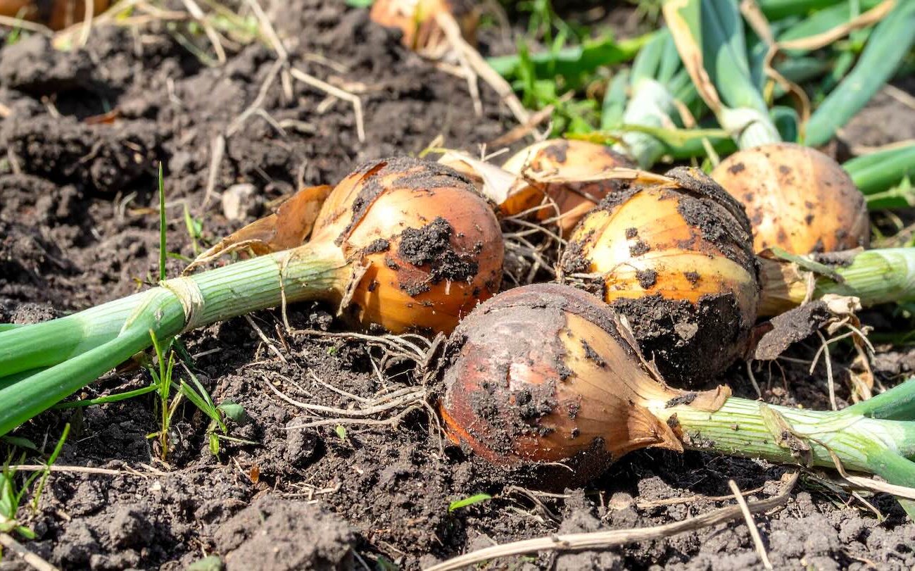 A hagyma tavasszig marad: Az egyszerű tárolási szabályok megtakarítják a rothadást A hagyma tavasszig marad: Az egyszerű tárolási szabályok megtakarítják a rothadást