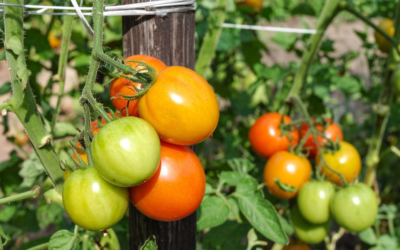 Felejtsd el a törött paradicsomot: Ez a harisnyakötő megmenti a termést Felejtsd el a törött paradicsomot: Ez a harisnyakötő megmenti a termést