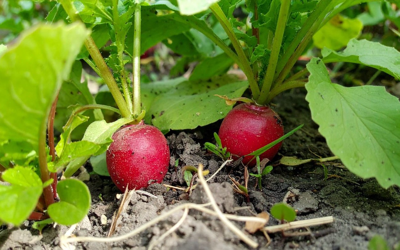 Az ágyak gyümölcsözőek lesznek a nagyon fagyhoz: Mi más lehet, hogy július végén vethessek időm Az ágyak gyümölcsözőek lesznek a nagyon fagyhoz: Mi más lehet, hogy július végén vethessek időm