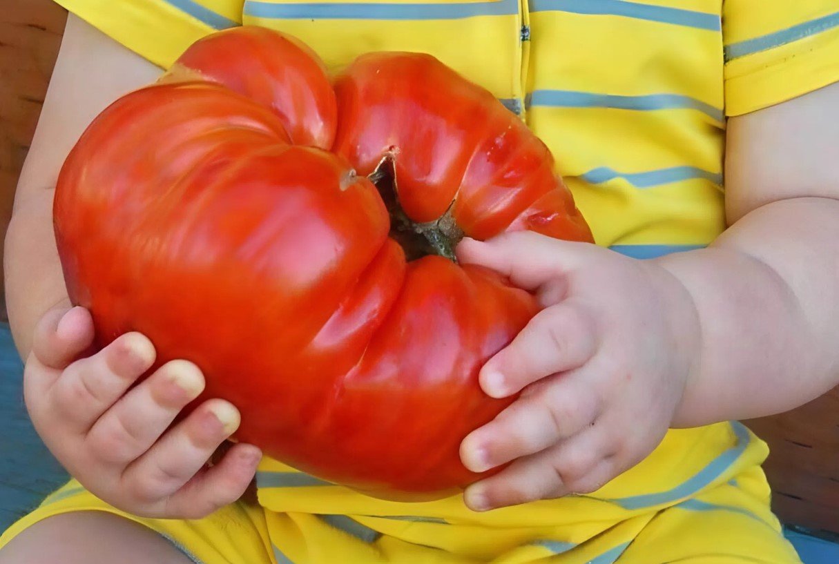 Hogyan lehet etetni a paradicsomot augusztus elején: Egy országszakértő elmondta, hogyan lehet kibővíteni a gyümölcsöket és javítani az ízt Hogyan lehet etetni a paradicsomot augusztus elején: Egy országszakértő elmondta, hogyan lehet kibővíteni a gyümölcsöket és javítani az ízt