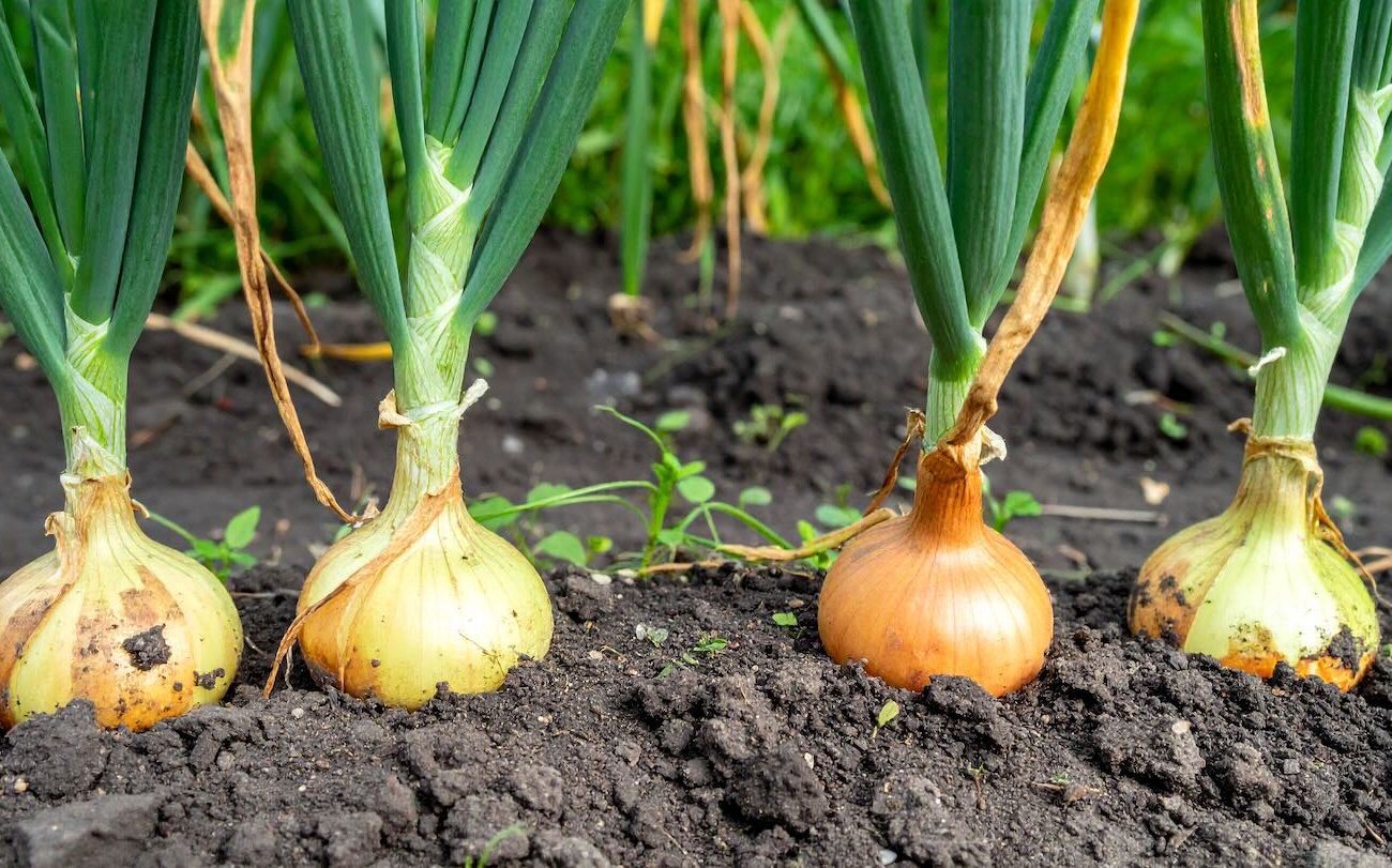 Az íj megmondja magának, mikor kell eltávolítani: Az egyik titok segít meghatározni a gyűjtemény tökéletes pillanatát Az íj megmondja magának, mikor kell eltávolítani: Az egyik titok segít meghatározni a gyűjtemény tökéletes pillanatát