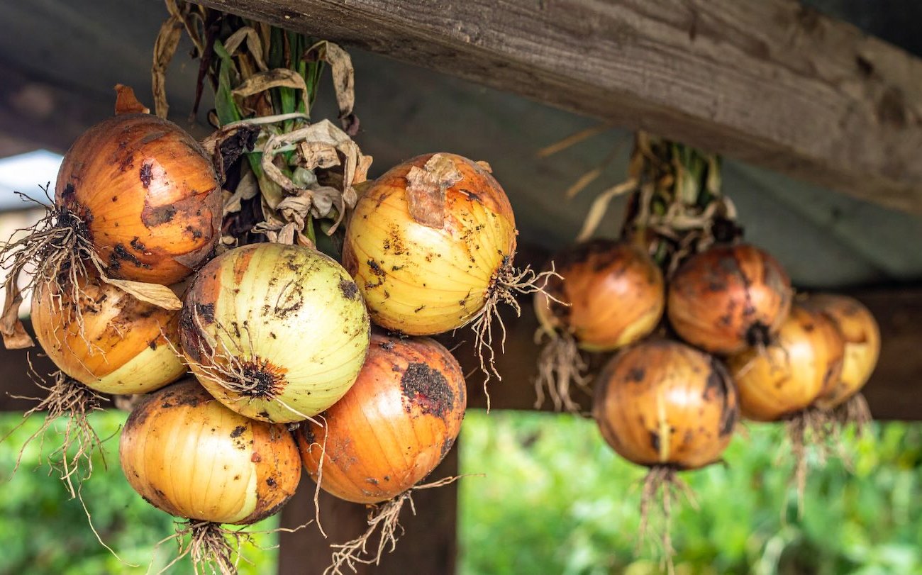 Felejtsd el a rohadt íjat! A tárolás megfelelő előkészítése garantálja a zöldség frissességét az egész télen Felejtsd el a rohadt íjat! A tárolás megfelelő előkészítése garantálja a zöldség frissességét az egész télen