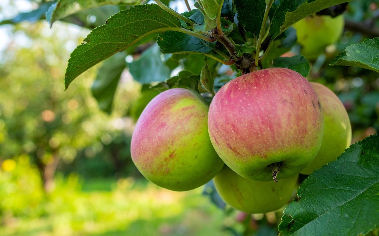 Az alma és a körte édességet szerez, és szorosan fog tartani az ágakat: Augusztus felső öltözködése egy tapasztalt kertésztől Az alma és a körte édességet szerez, és szorosan fog tartani az ágakat: Augusztus felső öltözködése egy tapasztalt kertésztől