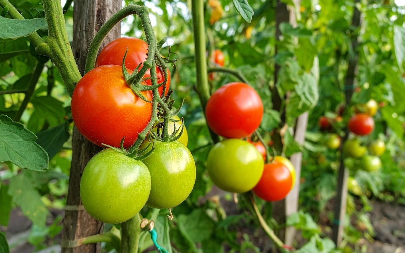 A paradicsom édessé válik, mint méz, és télig tárolják: a nyári lakos megosztotta az augusztus műtrágya titkát A paradicsom édessé válik, mint méz, és télig tárolják: a nyári lakos megosztotta az augusztus műtrágya titkát
