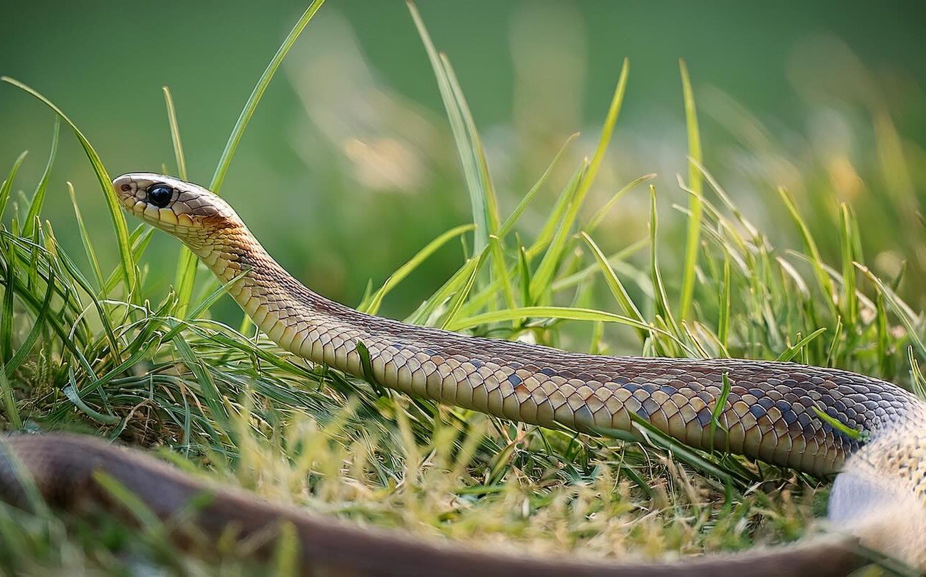 A kígyók gyorsan elmenekülnek az Ön webhelyétől: Ne feledje, milyen szagok vonzzák a hüllőket és kiküszöböljék őket A kígyók gyorsan elmenekülnek az Ön webhelyétől: Ne feledje, milyen szagok vonzzák a hüllőket és kiküszöböljék őket