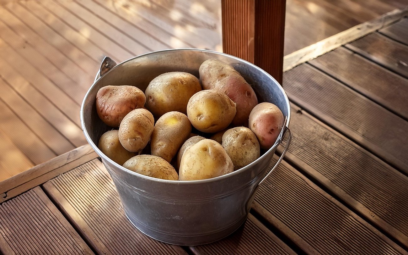 Különbségek a fehér, a sárga és a piros burgonya között: Mondja meg, melyik és miért jobb választani Különbségek a fehér, a sárga és a piros burgonya között: Mondja meg, melyik és miért jobb választani