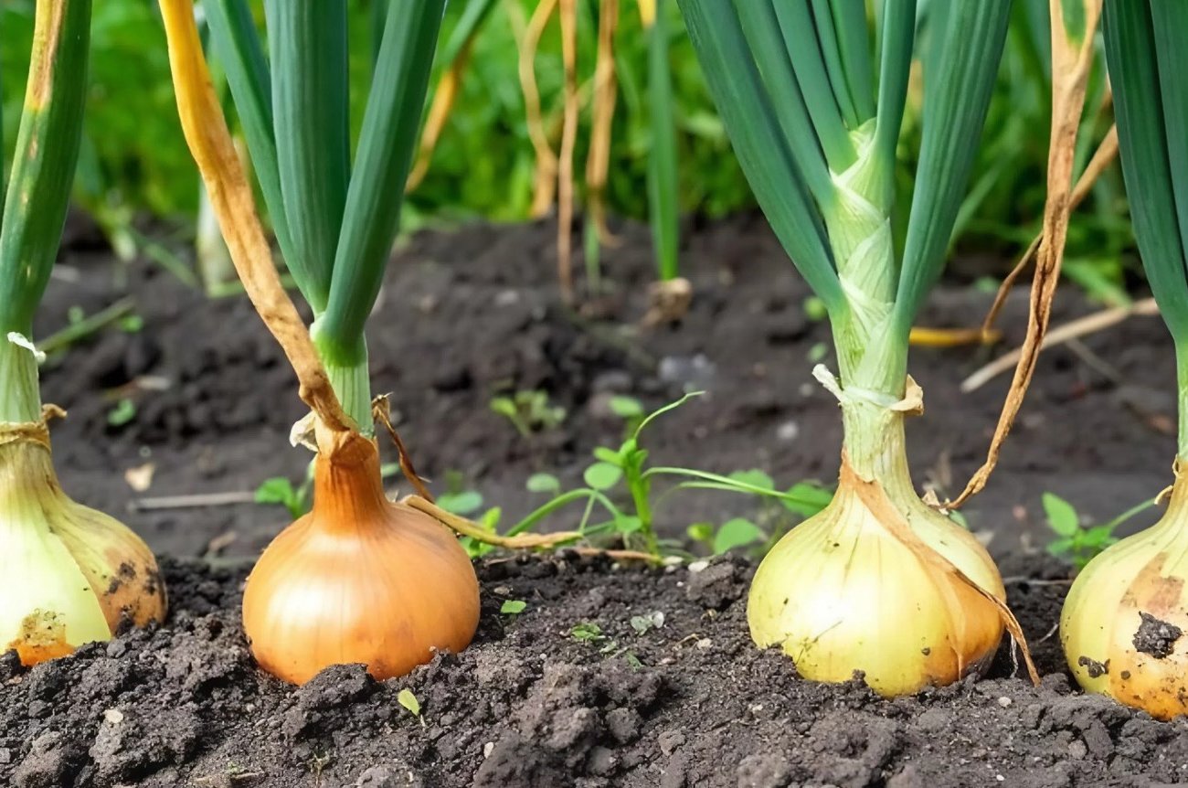 Hogyan lehet felgyorsítani a hagymát időnként: Az egyszerű módszerek elősegítik a növények gyorsabb növekedését, mint a tervezett idő Hogyan lehet felgyorsítani a hagymát időnként: Az egyszerű módszerek elősegítik a növények gyorsabb növekedését, mint a tervezett idő