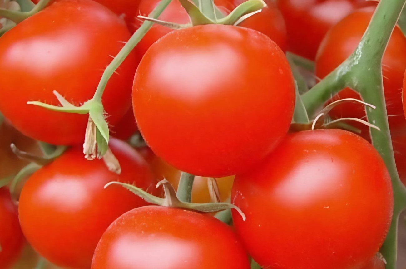 A paradicsom legjobb táplálása augusztus elején: Egy tapasztalt nyári lakos elmondta, hogyan lehet finom és húsos gyümölcsöket készíteni A paradicsom legjobb táplálása augusztus elején: Egy tapasztalt nyári lakos elmondta, hogyan lehet finom és húsos gyümölcsöket készíteni