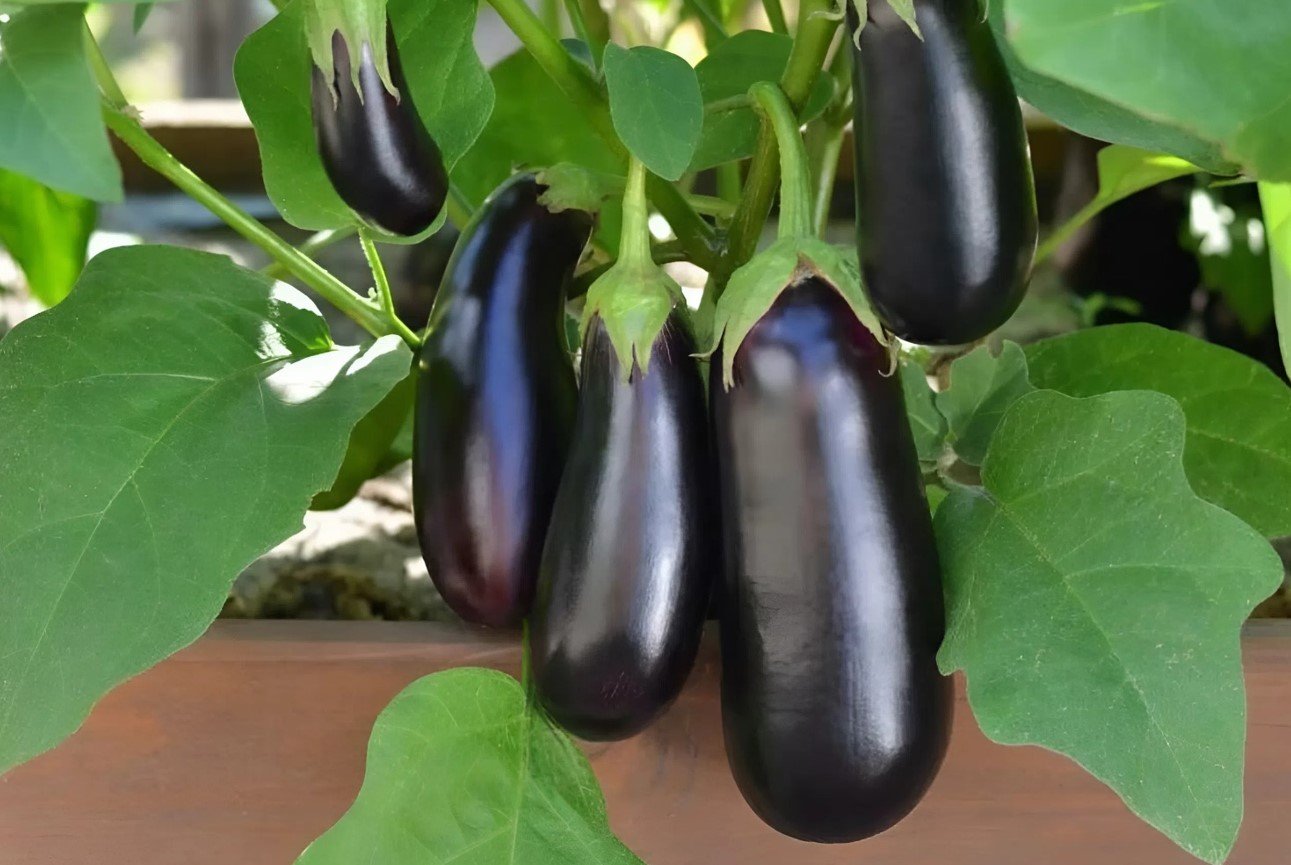 7 kg gyümölcsöt gyűjt a bokorból: Egy tapasztalt nyári lakos augusztusban a padlizsán legjobb felső öltözködését nevezte 7 kg gyümölcsöt gyűjt a bokorból: Egy tapasztalt nyári lakos augusztusban a padlizsán legjobb felső öltözködését nevezte