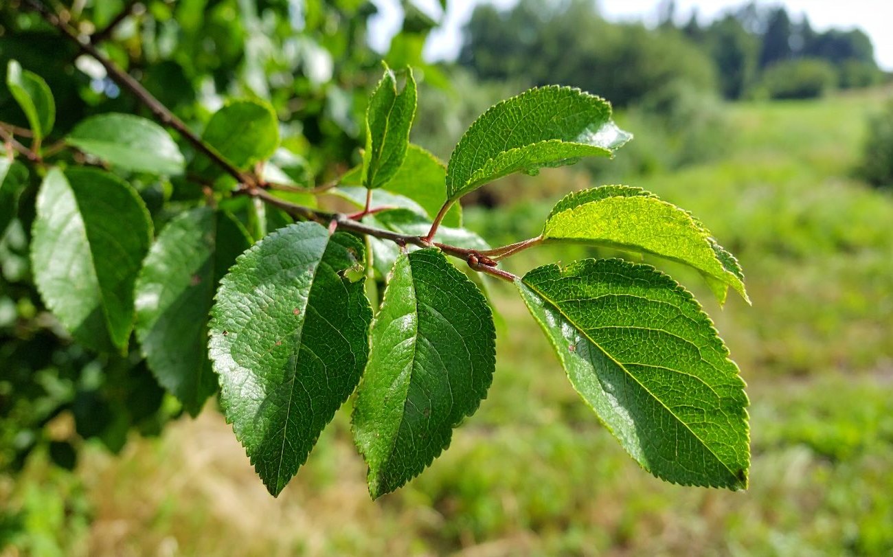 A göndör szilvalevelek egy héten eltűnnek: egy fillér megment egy fát egy gombából A göndör szilvalevelek egy héten eltűnnek: egy fillér megment egy fát egy gombából