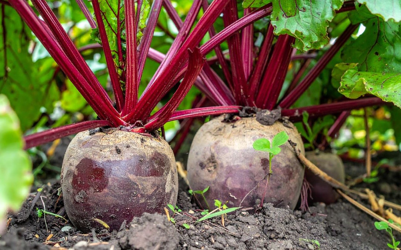A svekla nagymértékű lesz, és édességet szerez: augusztus felső öntettel, amelyet nem szabad kihagyni A svekla nagymértékű lesz, és édességet szerez: augusztus felső öntettel, amelyet nem szabad kihagyni