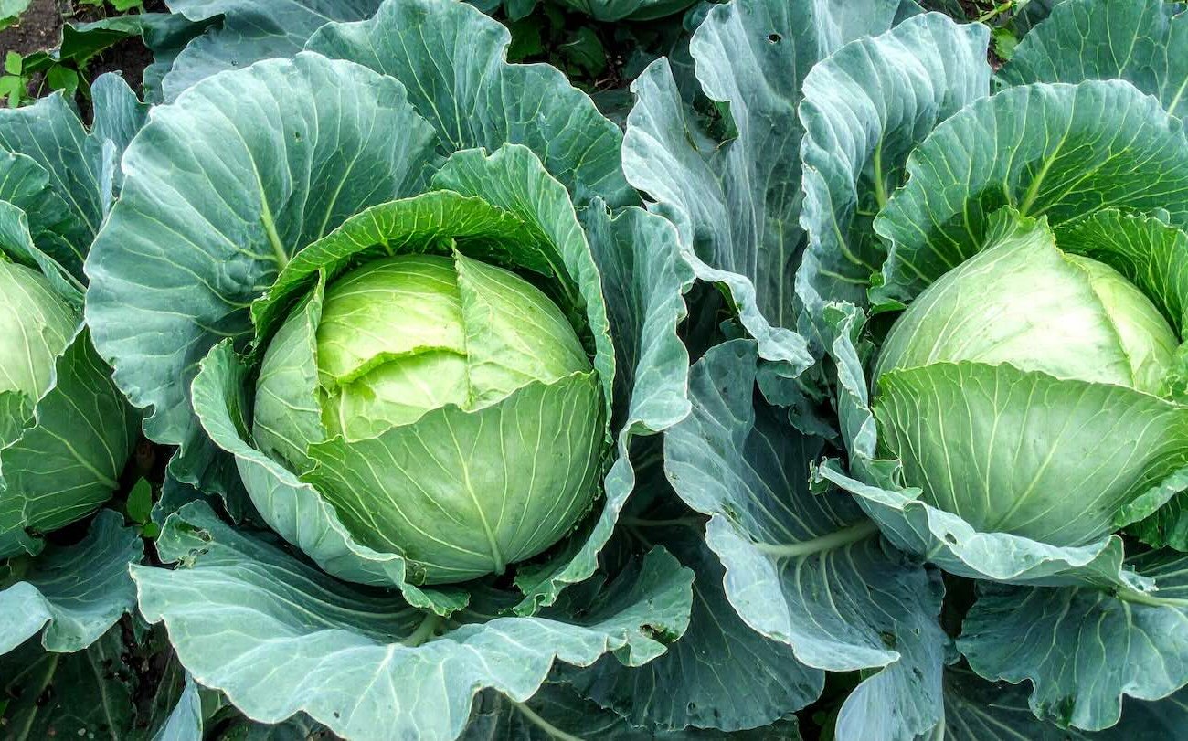 A káposzta őszig érintetlen marad: egy tapasztalt nyári lakos augusztusban feltárta a megfelelő öntözés titkát A káposzta őszig érintetlen marad: egy tapasztalt nyári lakos augusztusban feltárta a megfelelő öntözés titkát