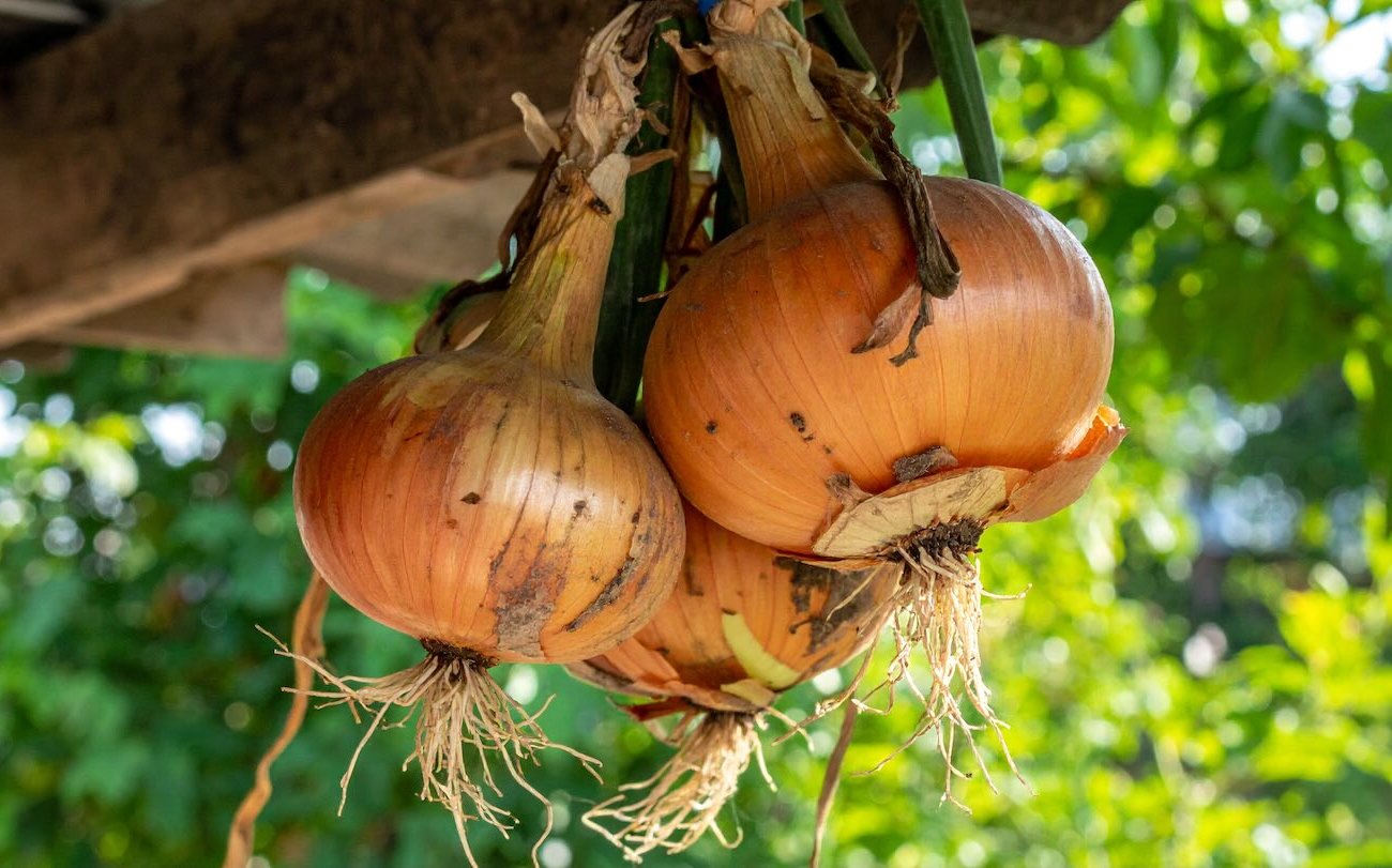 A hagymatermesztés veszteség nélkül marad az új szezonig: a szokatlan feldolgozás titka a szárítás előtt A hagymatermesztés veszteség nélkül marad az új szezonig: a szokatlan feldolgozás titka a szárítás előtt