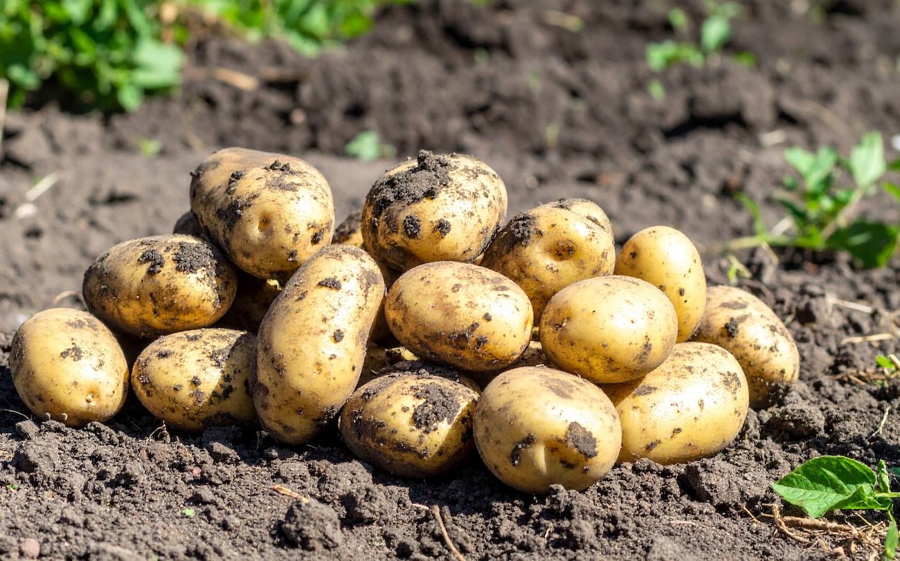 A burgonya betakarítása veszteség nélkül marad: helytelen jelek a betakarítás megkezdéséhez A burgonya betakarítása veszteség nélkül marad: helytelen jelek a betakarítás megkezdéséhez