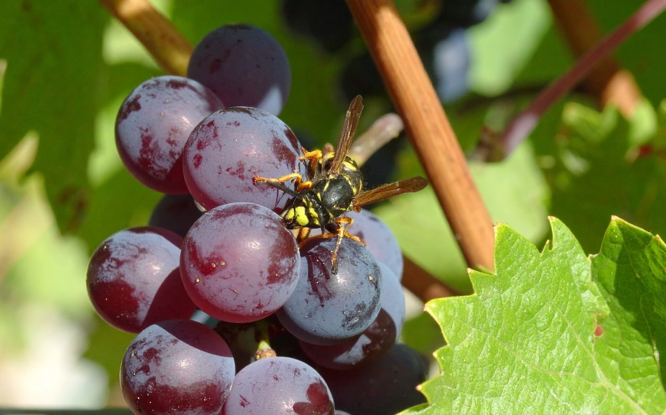 A viaszok már nem rontják el az ország szőlőtermesztését: egy ravasz csapdát 5 perces munka alatt A viaszok már nem rontják el az ország szőlőtermesztését: egy ravasz csapdát 5 perces munka alatt