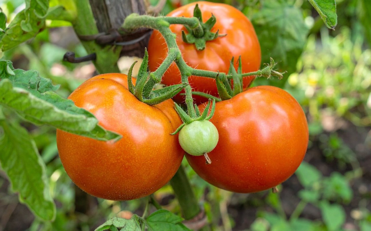 A paradicsom kétszer olyan gyorsan ér: egyszerű trükk a nyár végén gazdag betakarításhoz A paradicsom kétszer olyan gyorsan ér: egyszerű trükk a nyár végén gazdag betakarításhoz
