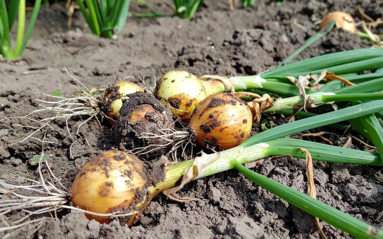 A Föld pihen és helyreállítja az új évadot: Fontos augusztus munka a hagymás ágyakon A Föld pihen és helyreállítja az új évadot: Fontos augusztus munka a hagymás ágyakon
