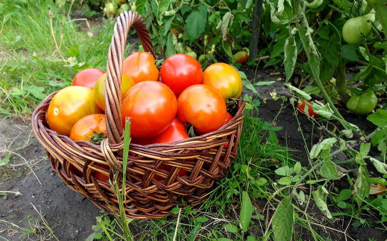 A paradicsom mindent meg fog érni: a nyári lakos augusztusban megosztotta a metsző bokrok titkát A paradicsom mindent meg fog érni: a nyári lakos augusztusban megosztotta a metsző bokrok titkát