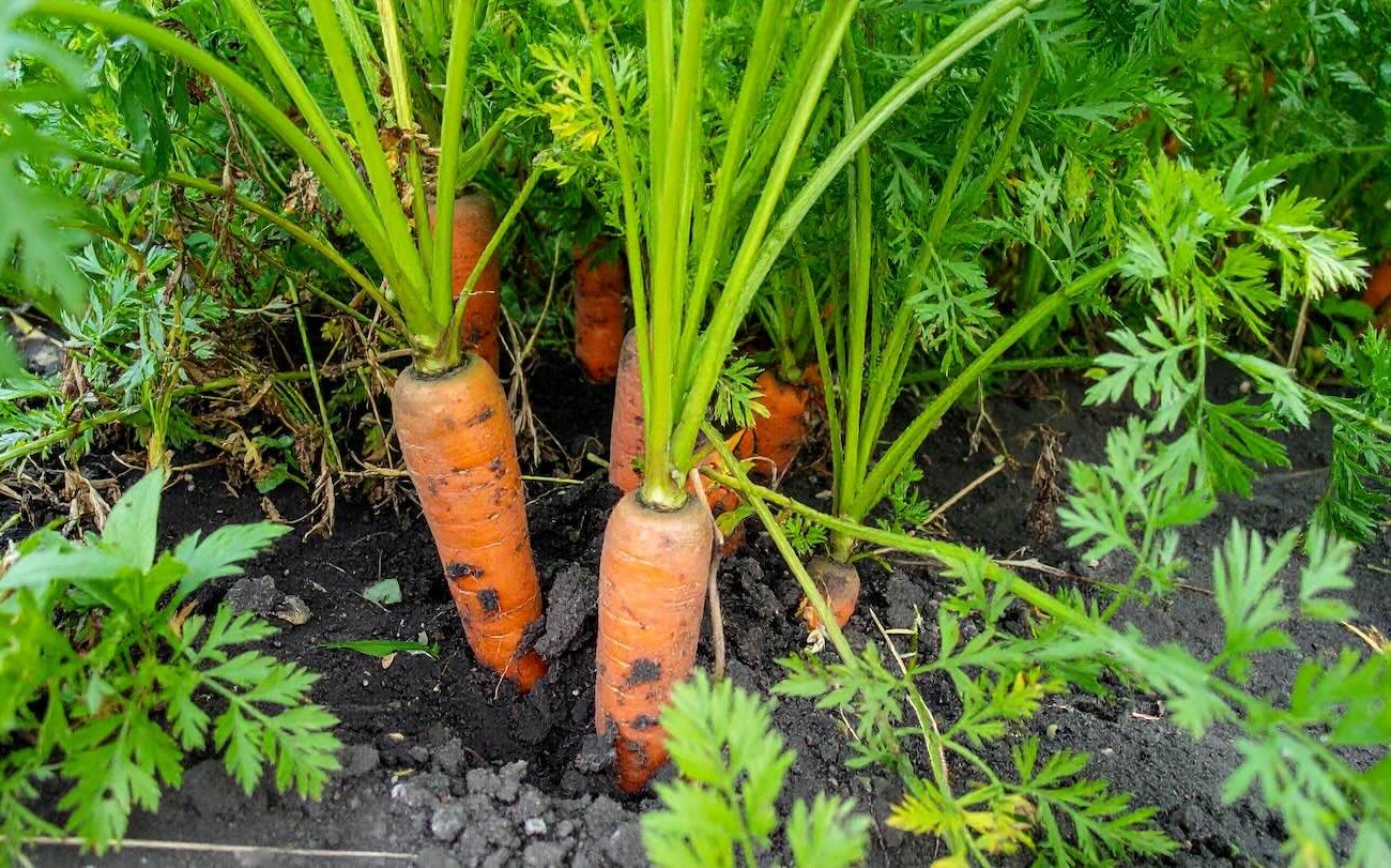 A sárgarépa gyökérnövények maximális édességet kapnak: a zöldség öntözési szabályai augusztusban A sárgarépa gyökérnövények maximális édességet kapnak: a zöldség öntözési szabályai augusztusban