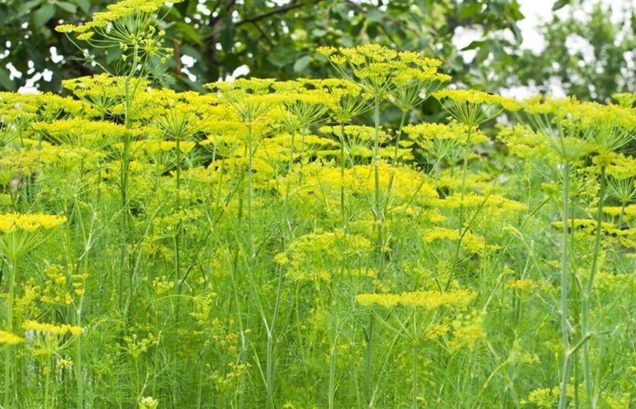 Hogyan lehet vastag és buja kaporot termeszteni: A növekvő illatos növényzet kulcsfontosságú titkai Hogyan lehet vastag és buja kaporot termeszteni: A növekvő illatos növényzet kulcsfontosságú titkai