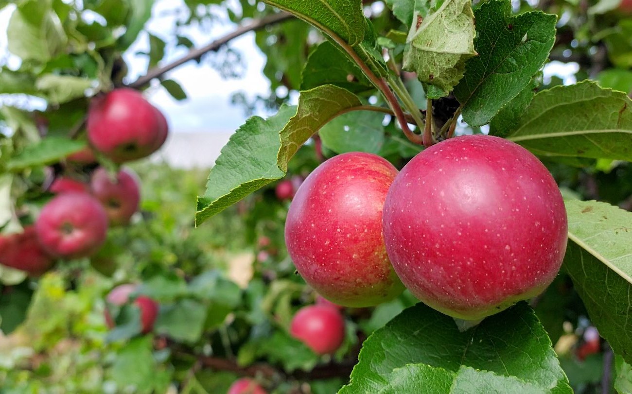 Az almafa köszönetet mond a nagylelkű növénynek a jövő nyáron: augusztusban hozjuk ezt a felső öltözködést Az almafa köszönetet mond a nagylelkű növénynek a jövő nyáron: augusztusban hozjuk ezt a felső öltözködést