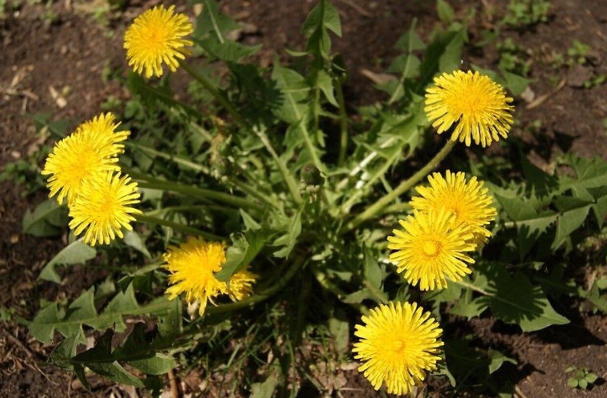 A pitypangot hosszú ideig eltávolítják a webhelyéről: Ne felejtse el ezeket a gyomirtás -harcokat A pitypangot hosszú ideig eltávolítják a webhelyéről: Ne felejtse el ezeket a gyomirtás -harcokat