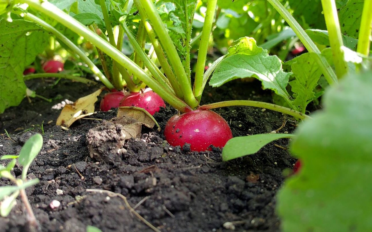 A nyár utolsó hónapja új termést hoz: bevált kultúrák a késői leszálláshoz A nyár utolsó hónapja új termést hoz: bevált kultúrák a késői leszálláshoz