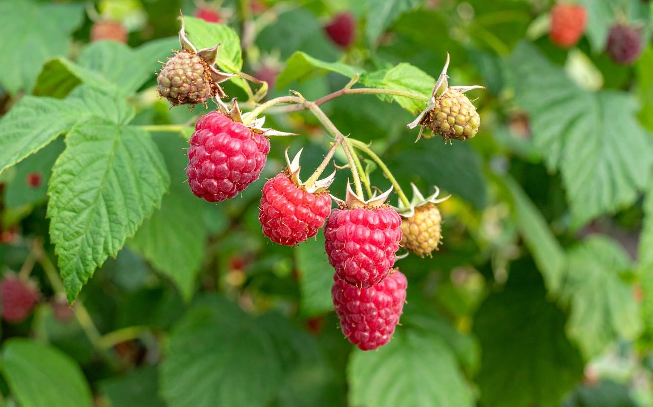 A málna növény jelentősen növekszik: a nyár végén az üzem gondozására vonatkozó szabályok A málna növény jelentősen növekszik: a nyár végén az üzem gondozására vonatkozó szabályok