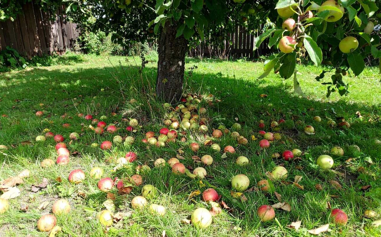 Soha ne hagyja el az elesett almát egy fa alatt: egy tapasztalt kertész elmagyarázta az okokat Soha ne hagyja el az elesett almát egy fa alatt: egy tapasztalt kertész elmagyarázta az okokat
