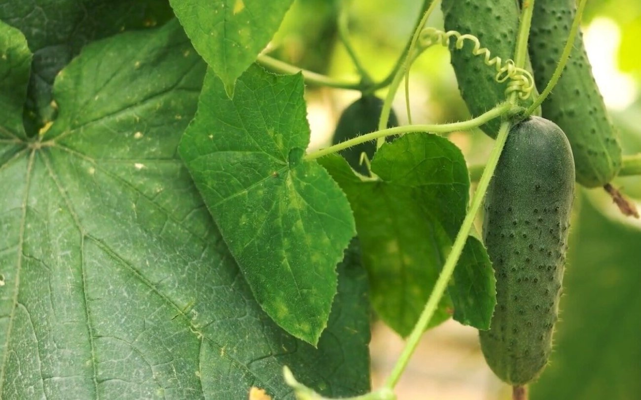 A tapasztalt nyári lakosok ezt mindig augusztus végén teszik meg: Egy egyszerű technika az uborka termésének kibővítésére A tapasztalt nyári lakosok ezt mindig augusztus végén teszik meg: Egy egyszerű technika az uborka termésének kibővítésére