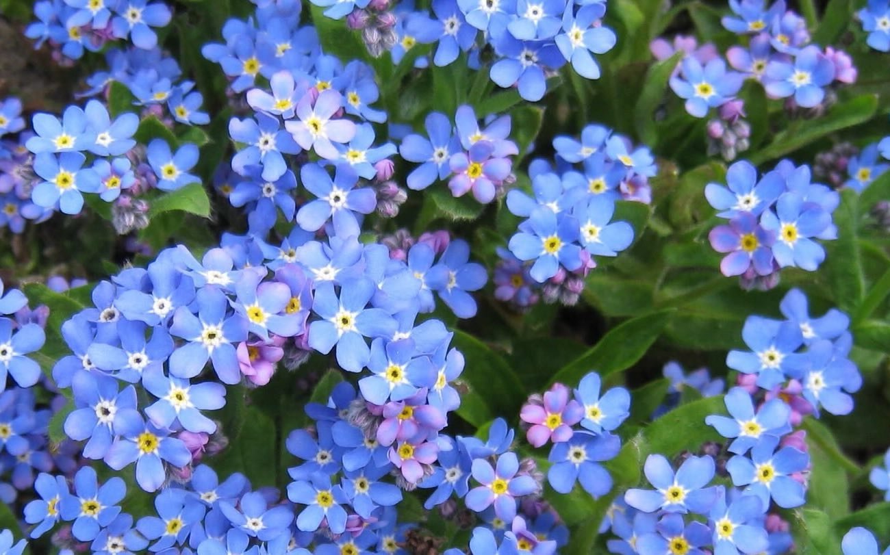 Augusztus a tökéletes idő ezeknek a virágoknak a ültetésére: Az évelőknek ideje lesz erősebbé válni Augusztus a tökéletes idő ezeknek a virágoknak a ültetésére: Az évelőknek ideje lesz erősebbé válni