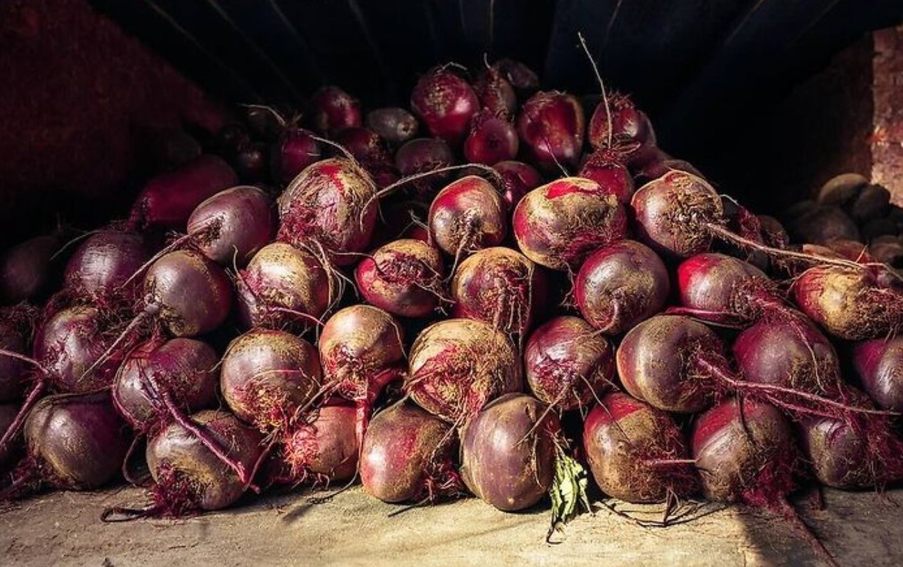 A répa tavasszal megőrzi a frissességet: Megmondjuk, hogyan kell helyesen tárolni a gyökérnövényeket A répa tavasszal megőrzi a frissességet: Megmondjuk, hogyan kell helyesen tárolni a gyökérnövényeket