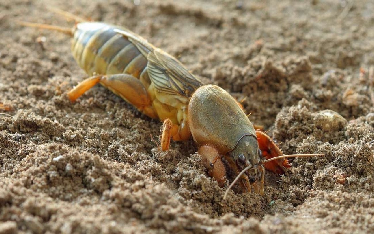 5 Bizonyított módok, hogy gyorsan megszabaduljanak a medvétől a kertben: az összes nyári lakosnak. 5 Bizonyított módok, hogy gyorsan megszabaduljanak a medvétől a kertben: az összes nyári lakosnak.