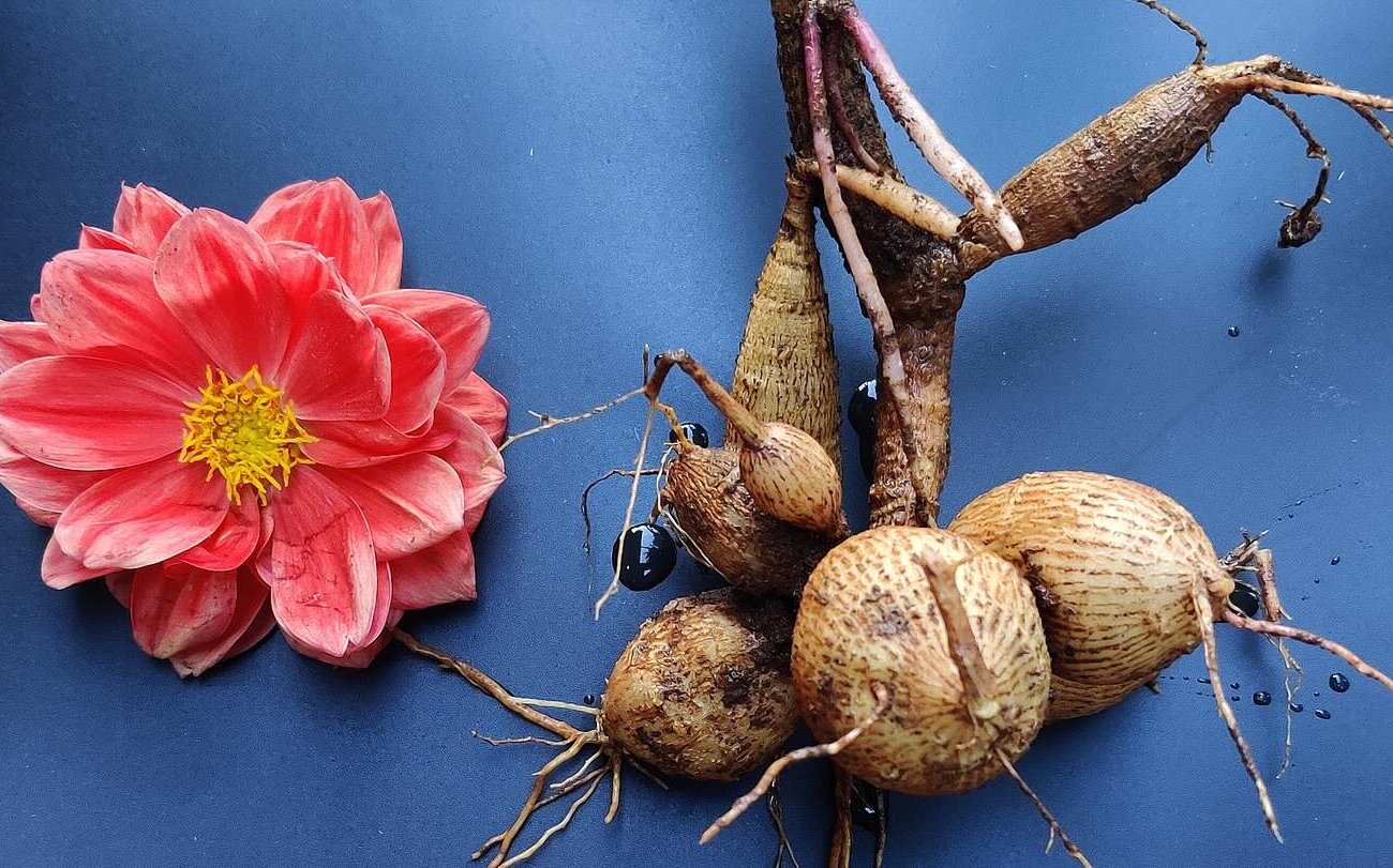 A dahliasok veszteség nélkül aggódnak a tél miatt: a virágüzlet elmondta a helyes tárolási technológiának A dahliasok veszteség nélkül aggódnak a tél miatt: a virágüzlet elmondta a helyes tárolási technológiának