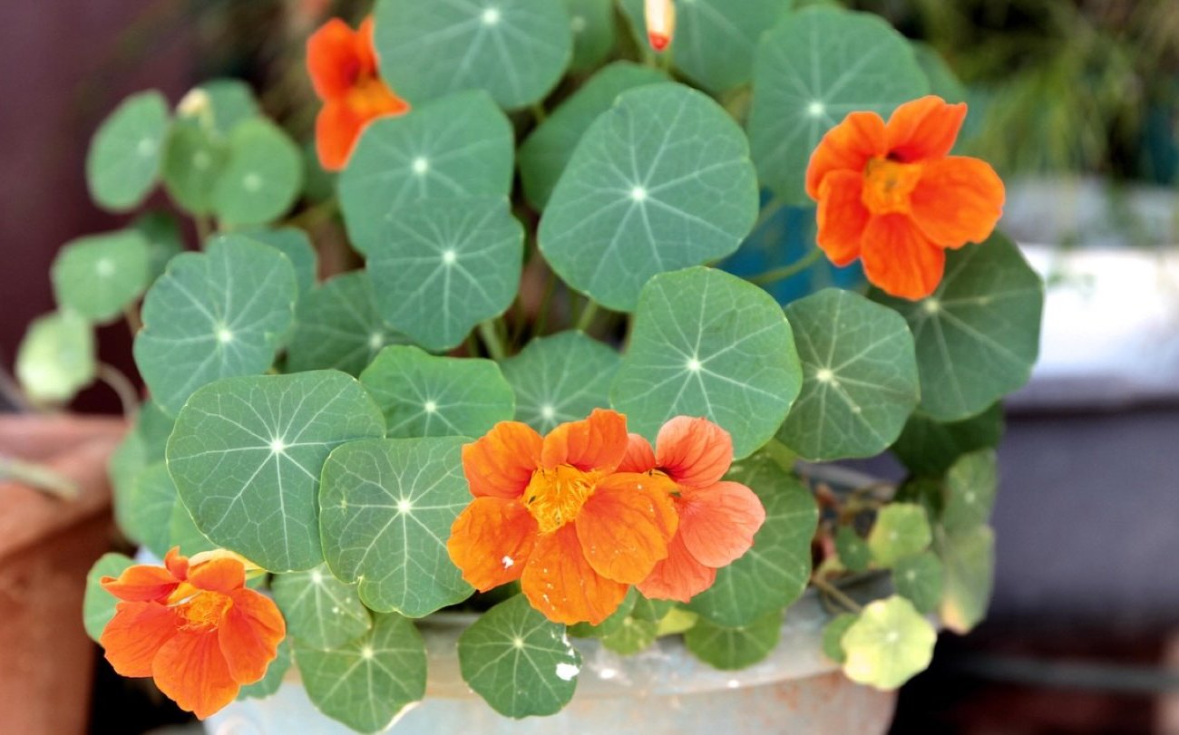 Nasturtiumot termesztek edényekben, és az erkélyt temetik el virágokba: Megjegyzés minden virágtermelőnek Nasturtiumot termesztek edényekben, és az erkélyt temetik el virágokba: Megjegyzés minden virágtermelőnek