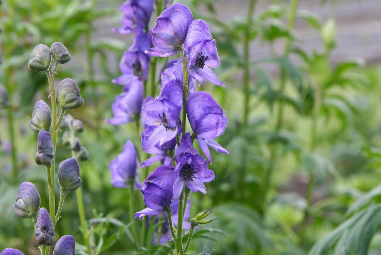 A szomszédok minden évben irigyelik a kertemet: A nyári lakos megosztotta az 5 szerény évelőmű listáját A szomszédok minden évben irigyelik a kertemet: A nyári lakos megosztotta az 5 szerény évelőmű listáját