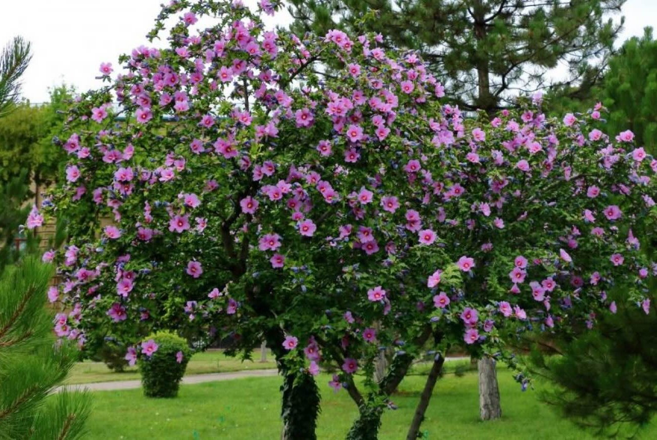 A hibiszkusz csodálatosan és fényesen virágzik: a virágüzlet 5 megfelelő vágási szabályt mondta A hibiszkusz csodálatosan és fényesen virágzik: a virágüzlet 5 megfelelő vágási szabályt mondta