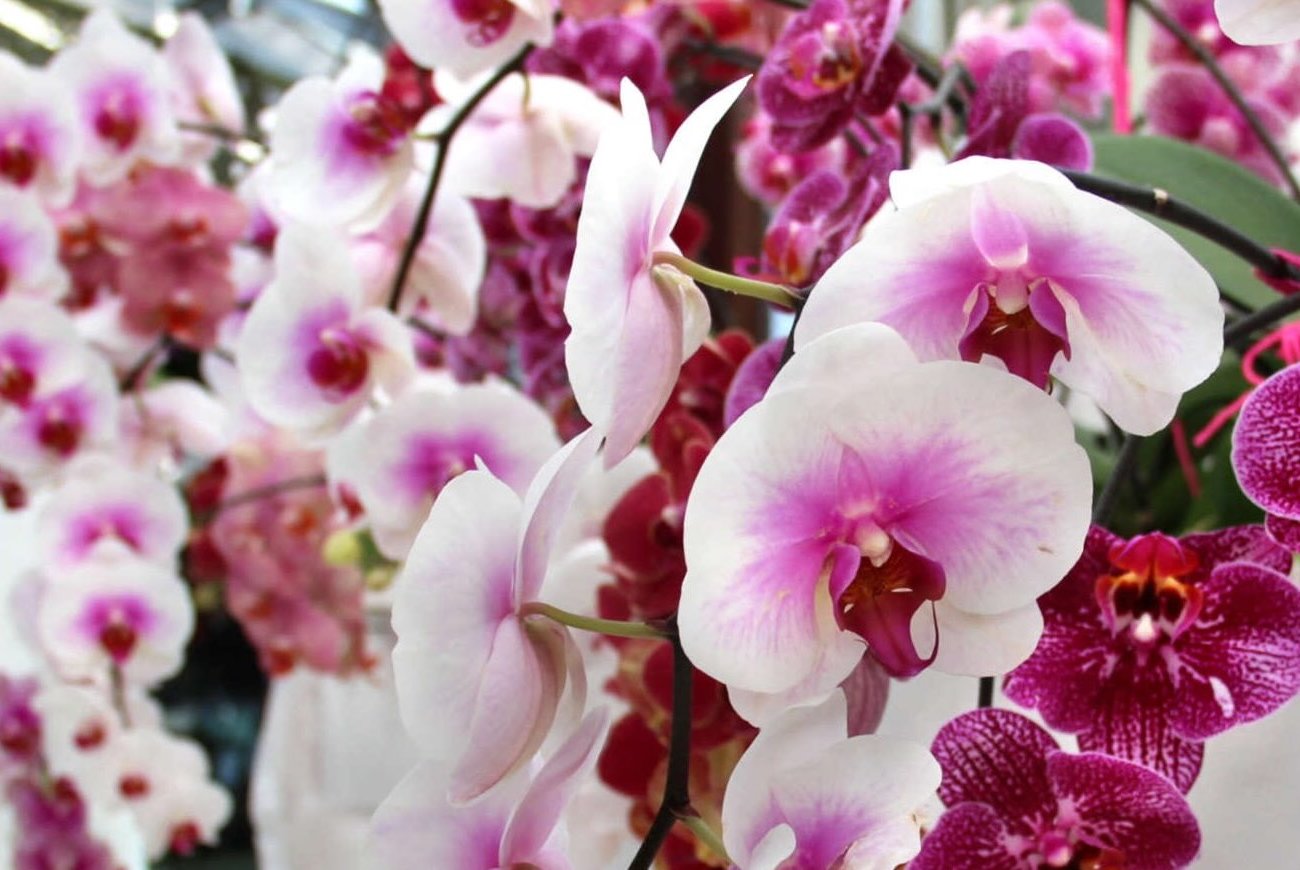 Orchideák köszönöm a buja virágzásnak: 4 szabály a tapasztalt virágtermelő elhagyására Orchideák köszönöm a buja virágzásnak: 4 szabály a tapasztalt virágtermelő elhagyására