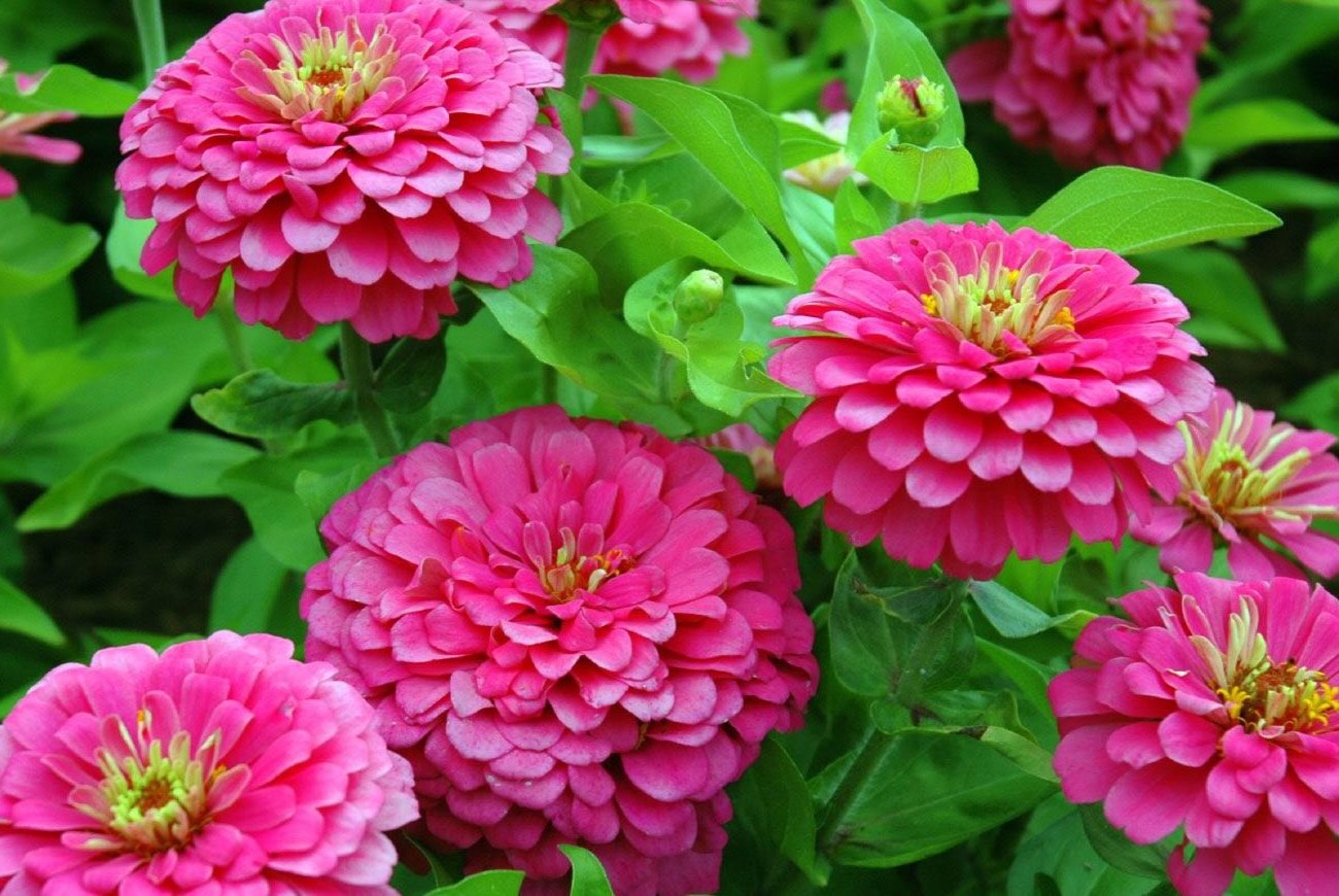 Tsinniya hónapok óta már nem imádkozik és virágzik: egy tapasztalt virágüzlet elmagyarázta a növény gondozásának szabályait Tsinniya hónapok óta már nem imádkozik és virágzik: egy tapasztalt virágüzlet elmagyarázta a növény gondozásának szabályait