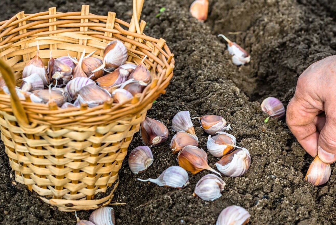 A fokhagyma egy szabálynak köszönhetően növeli az ököl méretét: elmagyarázta az agronómiát, mikor és hogyan kell ültetni A fokhagyma egy szabálynak köszönhetően növeli az ököl méretét: elmagyarázta az agronómiát, mikor és hogyan kell ültetni