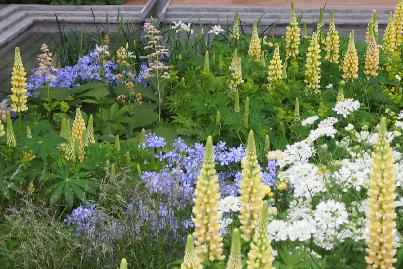 A talaj műtrágyák nélkül termékeny lesz: Ne feledje 7 olyan növényt, amelyek a Földet nitrogénnel telítik A talaj műtrágyák nélkül termékeny lesz: Ne feledje 7 olyan növényt, amelyek a Földet nitrogénnel telítik